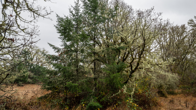 four conifer trees growing near oak tree