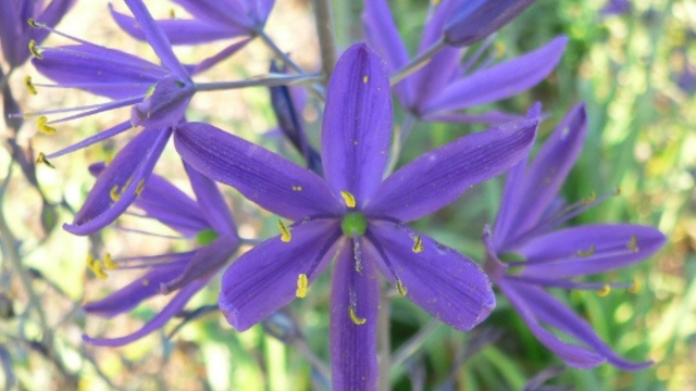 Close up image of flowering camas