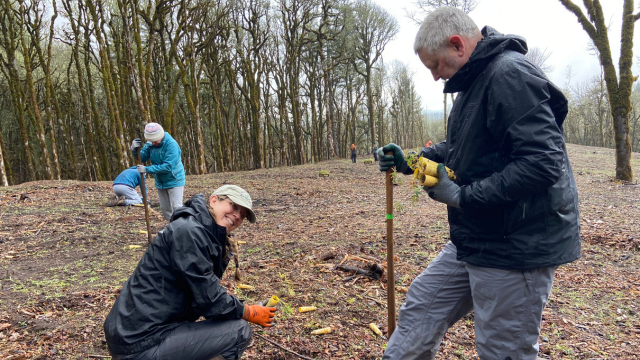 Four people wearing raingear work on planting small plants on open hillside. A woman crouching in the foreground smiles at the camera a man in the foreground uses a dibber planting tool.