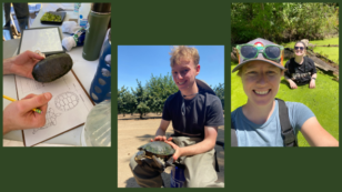 A collage of Three photos. 1) a hand holds a turtle while filling out a paper data sheet. 2) person poses holding a turtle. 3) Two women wearing waders stand chest deep in algae covered water.