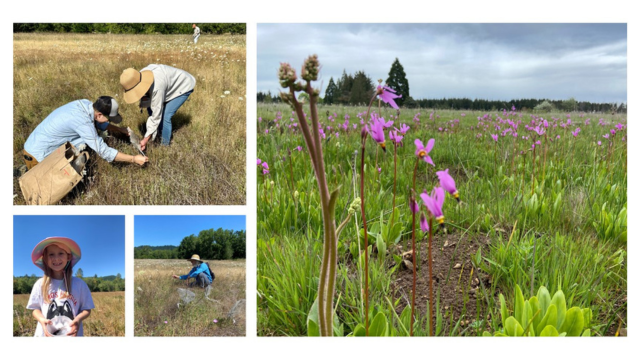 A collage of flowers and photos of people removing seed from plants in a field.