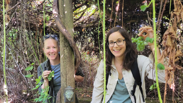 Two women stand holding bunches of grapes under a trellis. Blackberry vines can be seen in the foreground. 