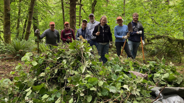 Seven people hold tools and stand behind a large pile of cut blackberry brambles