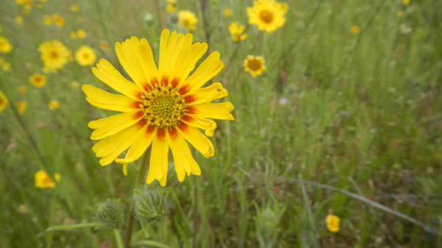Image of Tarweed Flower 