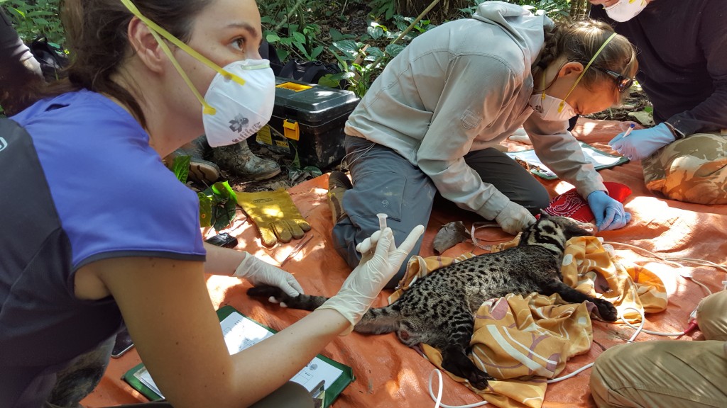 Photo 10: Civet1 10. This civet, a seeming cross between cat and weasel, was trapped and anesthetized so that a computer chip could be implanted under its skin in order to learn about its range and behavior. PhD students conducting conservation science at Danau Girang work and live under challenging conditions for several years, driven by their passion for conserving biodiversity. 