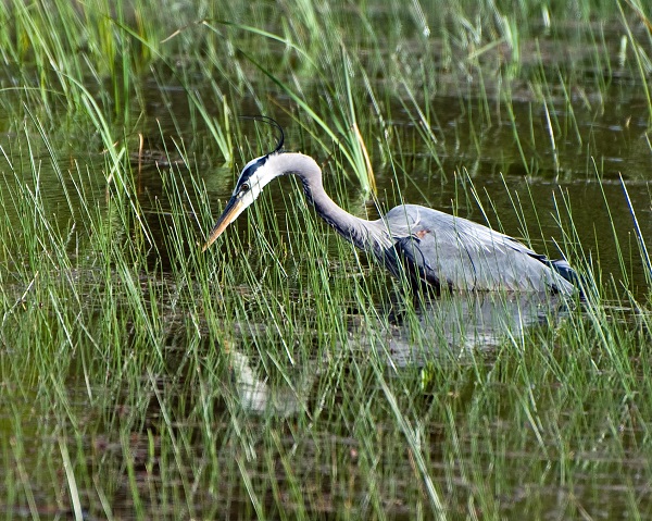 Habitat for Herons | Greenbelt Land Trust