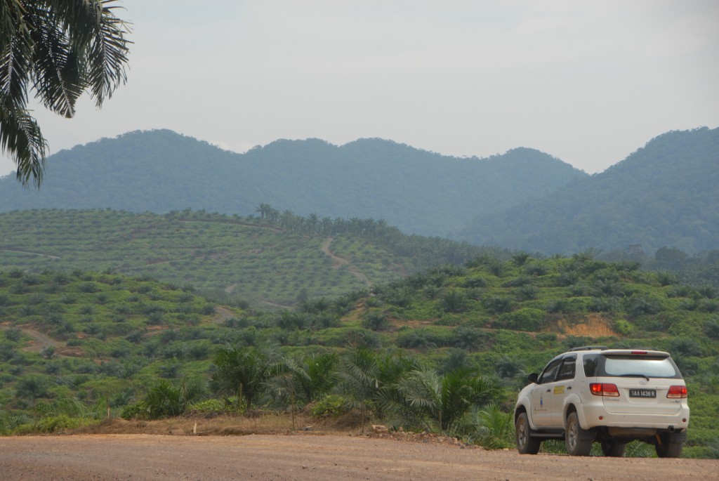 Photo 2: Oil Palm landscape. Palm oil comes from plantations in the tropics. In the past few decades, an area the size of Cambodia (18 million hectares) has been planted to oil palm worldwide. Sixty percent of this area has been directly converted from primary forest, much of it on Borneo. 