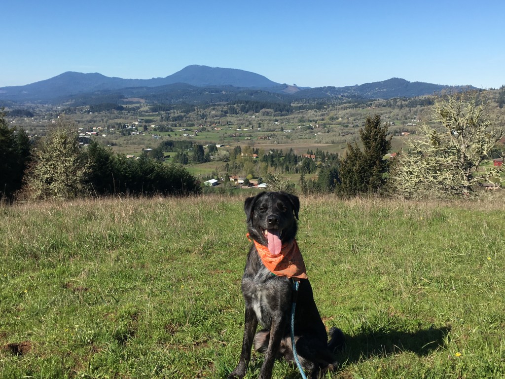 Grover enjoying the mountain views from the Bald Hill Natural Area