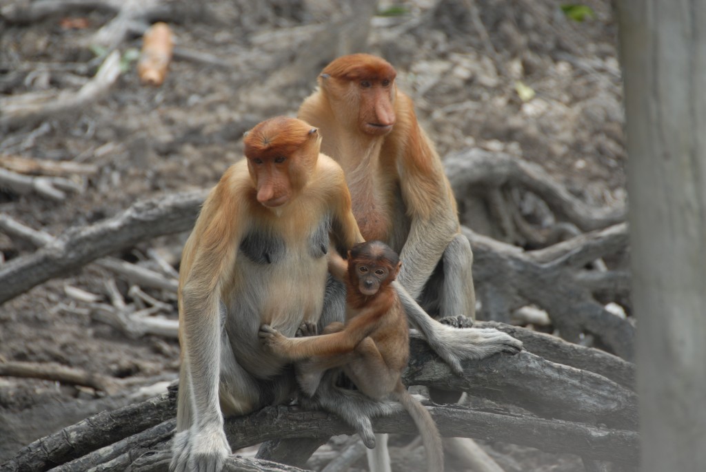 Photo 6: Proboscis family 6. The biodiversity of Borneo is staggering. During our brief visit, we encountered several species of primates. Here is a family of proboscis monkeys in a private sanctuary just outside the city of Sandakan. 