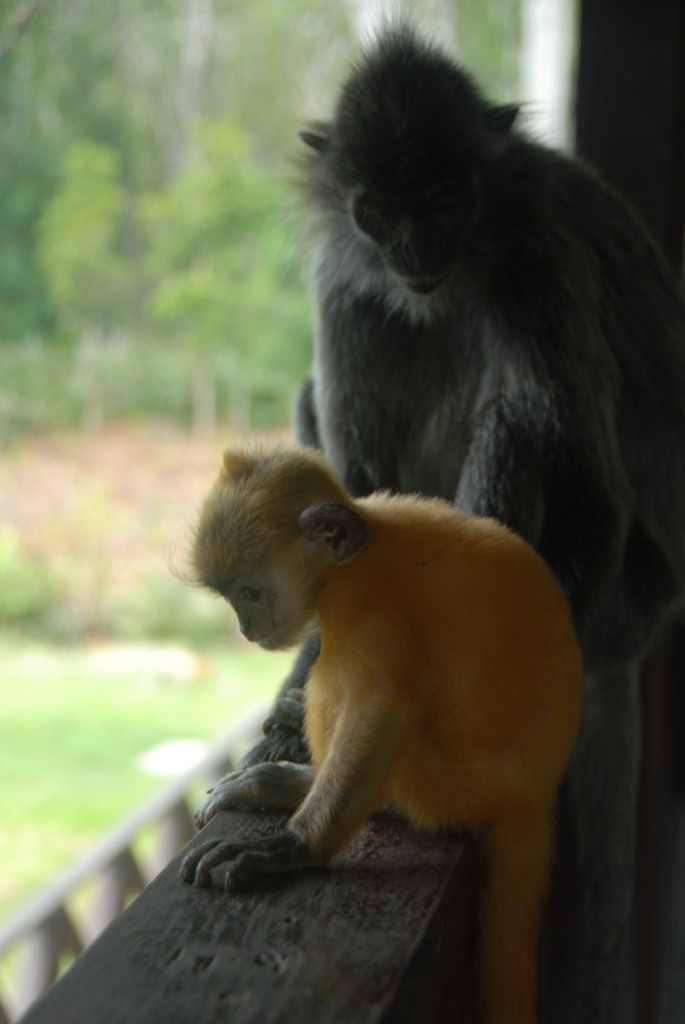 Photo7: Silverback The silverback monkey is born a beautiful bright pumpkin color, then darkens with age. 