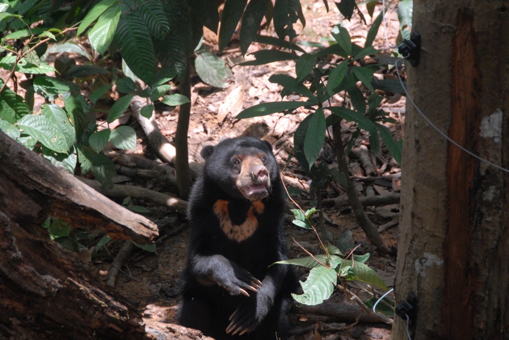 Photo 5: Sun Bear. Just minutes from the Rainforest Discovery Center, the Bornean Sun Bear Conservation Center promotes sun bear conservation through rehabilitation, education, and research. As oil palm plantations expanded, native habitat shrunk, displacing sun bears, orangutans, pygmy elephants, and many other animals. Wong Siew, the Center’s founder, has devoted his life to sun bear conservation.