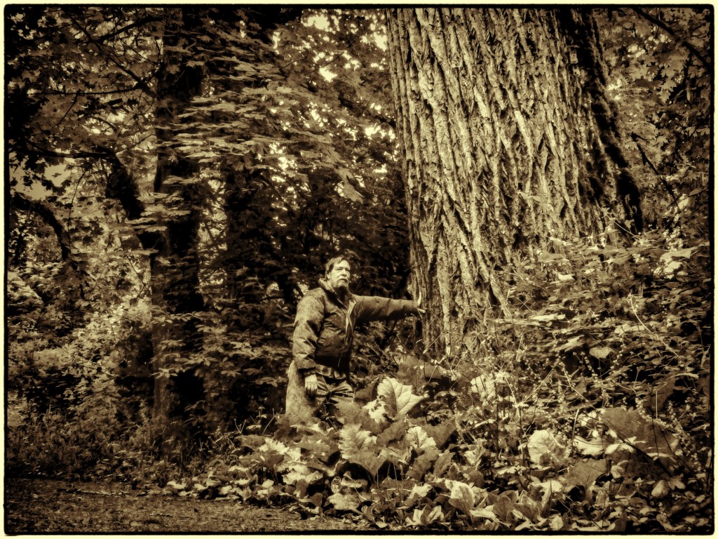 Some of the largest Black Cottonwood trees in town are hidden away in Willamette Park.