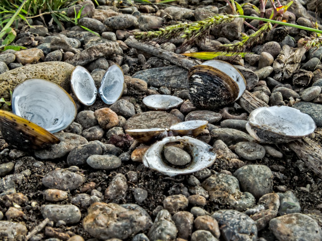 A number of birds and mammals harvest the river for food. 