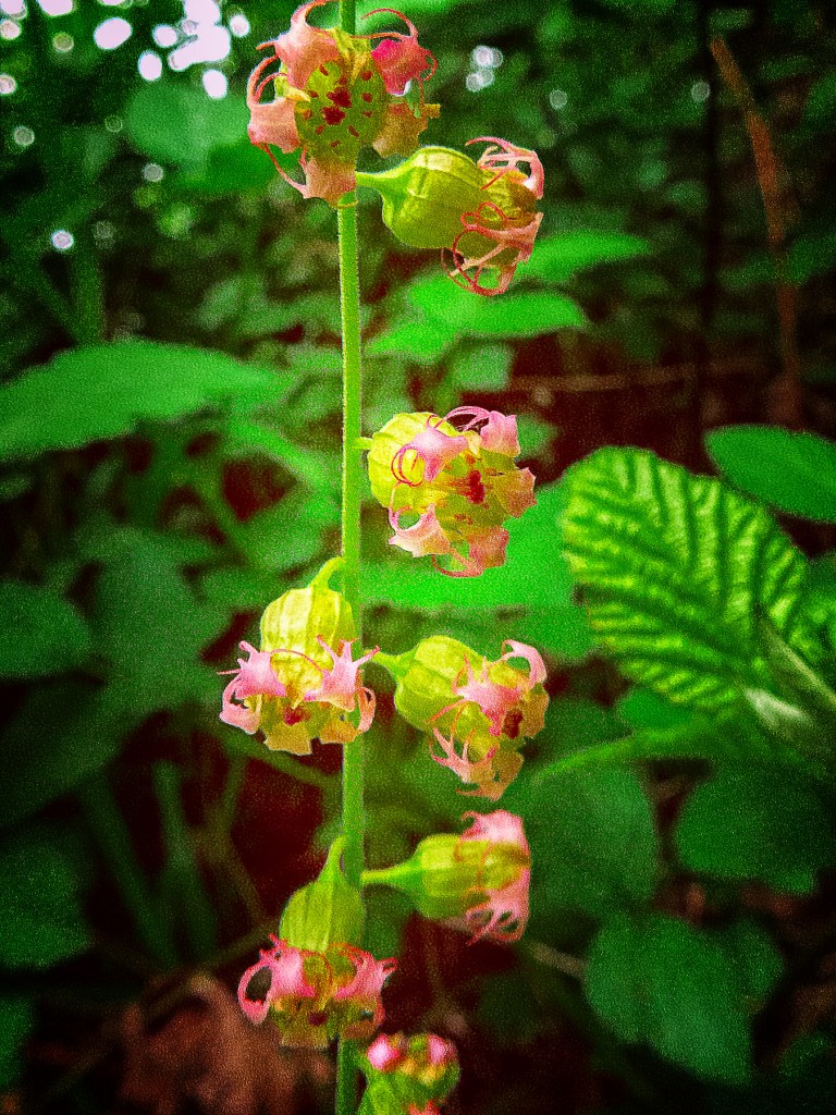 Small and delicate fringe cups grow in shady, damp areas.