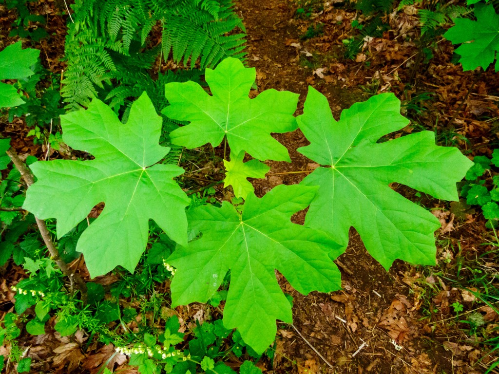 A young Big-leaf Maple is already living up to its name.