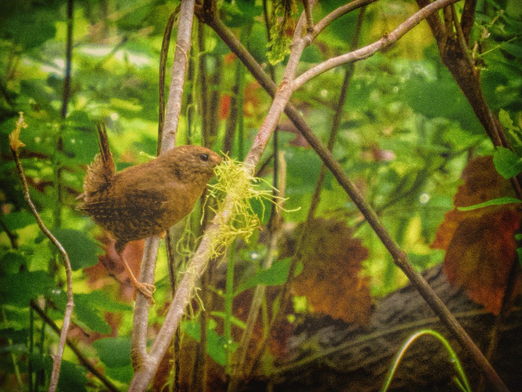 A Pacific wren is adding the finishing touches to its nest.