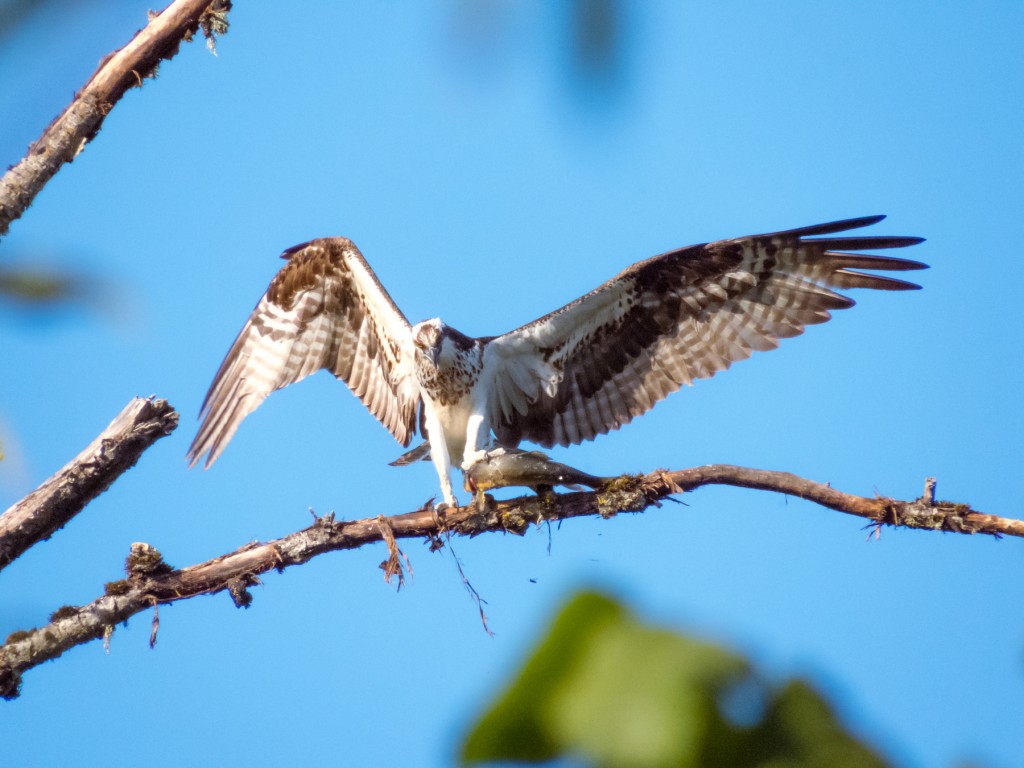 This osprey called to me from a distance, " Come, see what I caught!"