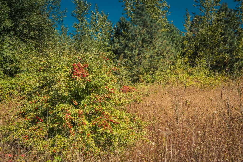 Above the seasonal high-water mark, a variety of hard woods grow and lots of pines. This is the Piney Woods.